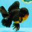 CHUNKY AAA Grade Godzilla Apache Oranda Male 6.5 inches #031326OR_02