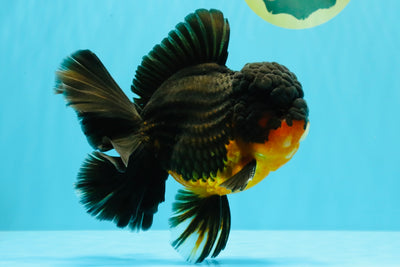CHUNKY AAA Grade Godzilla Apache Oranda Male 6.5 inches #031326OR_02