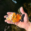 CHUBBY A Grade Chinese Tricolor Ranchu Male 4.5 inches #102425RC_02