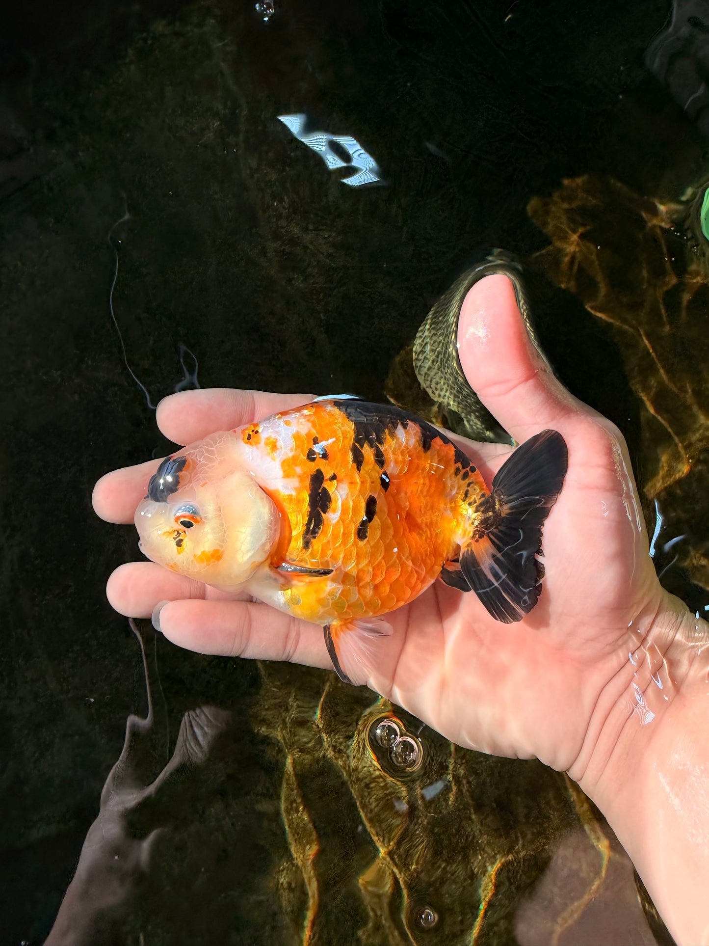 CHUBBY A Grade Chinese Tricolor Ranchu Male 4.5 inches #102425RC_02