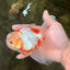 A Grade Lipstick Red White Oranda Male 5.5-6 inches #102326OR_14