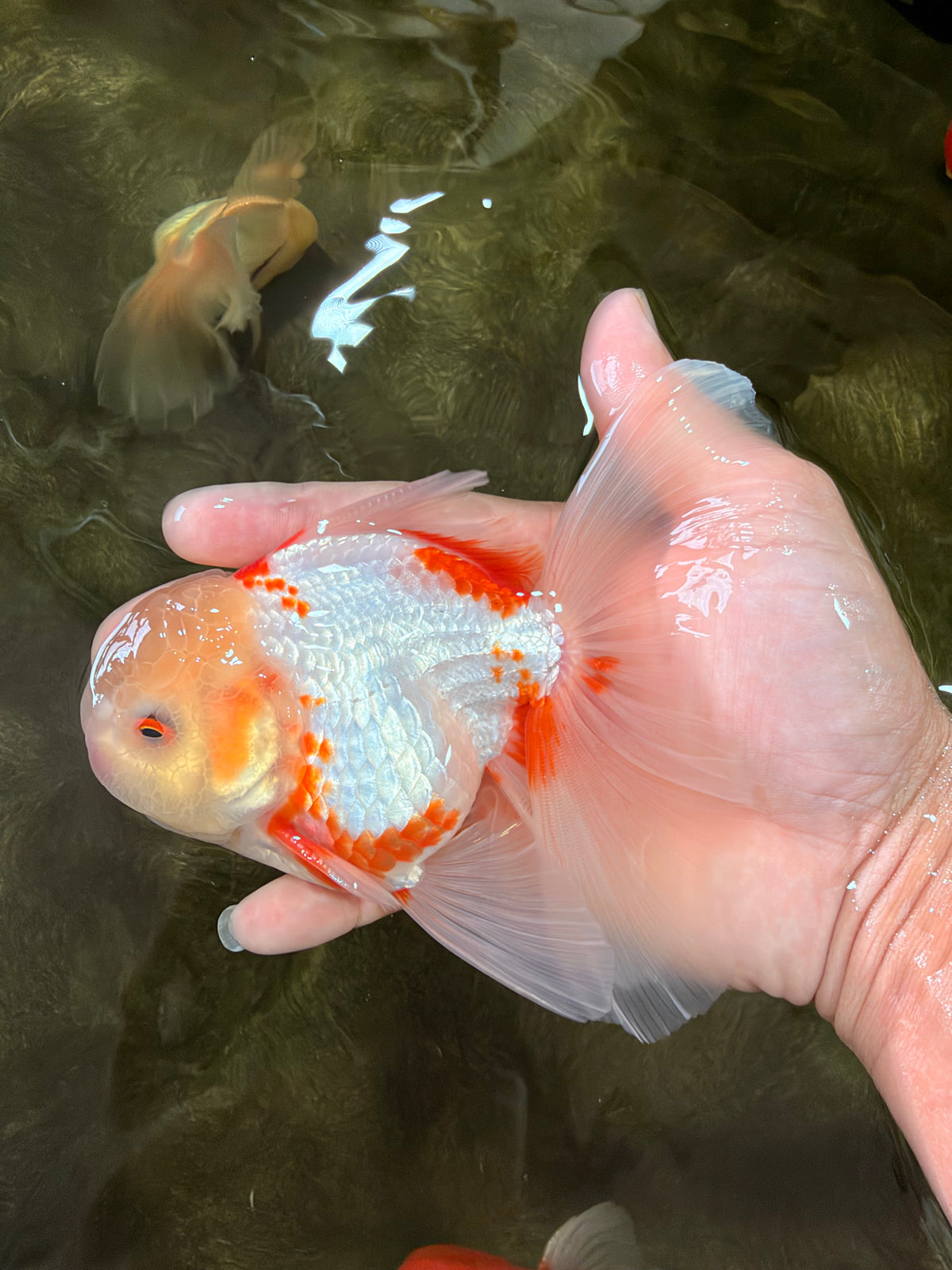 A Grade Lipstick Red White Oranda Male 5.5-6 inches #102326OR_14