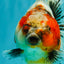 A Grade Kirin Oranda Female 5.5 inches #071726OR_16