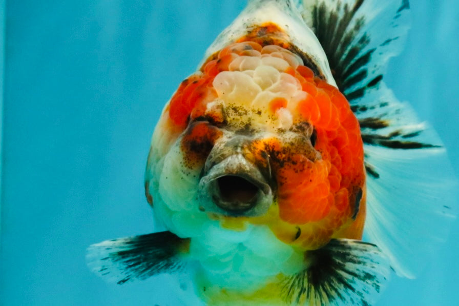 A Grade Kirin Oranda Female 5.5 inches #071726OR_16