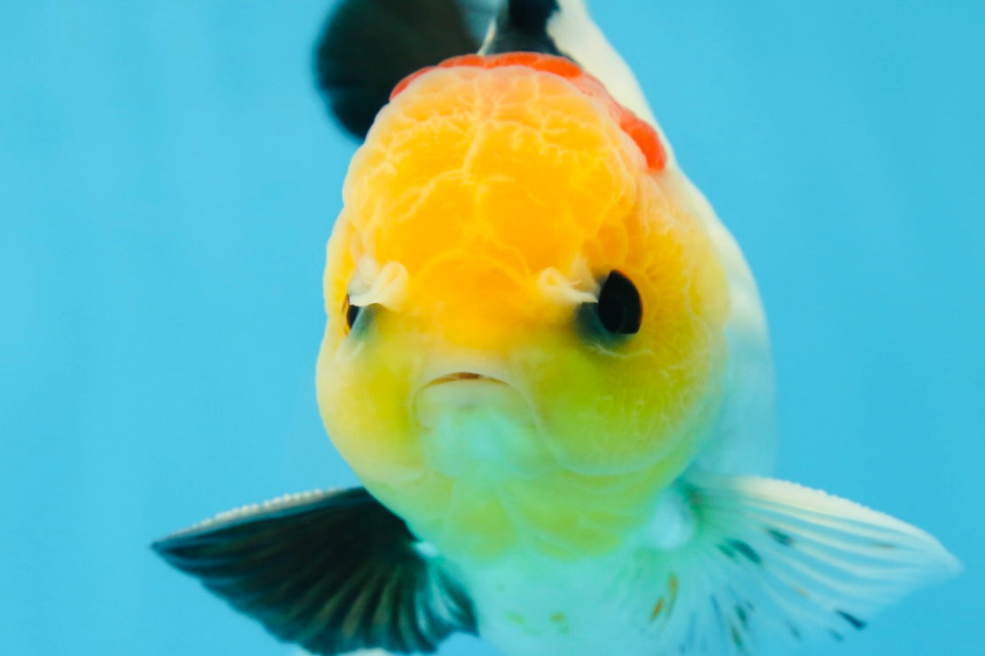 AAA Grade Special Tricolor Button Eyes Oranda Male 5 inches #080825OR_03