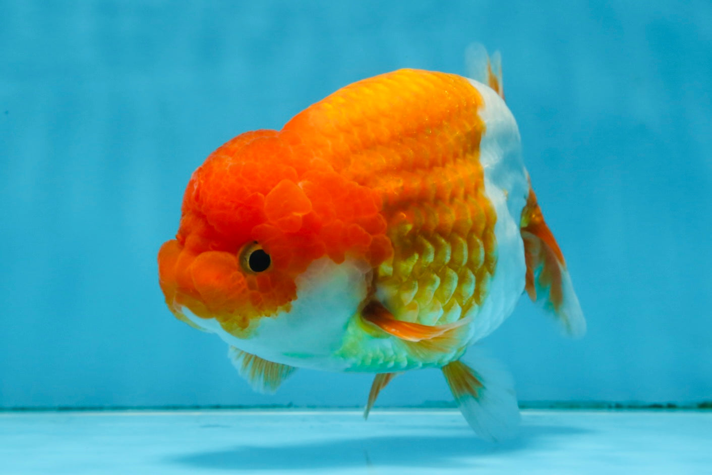 A Grade Red White LionKing 5.5 inches #091925LC_22