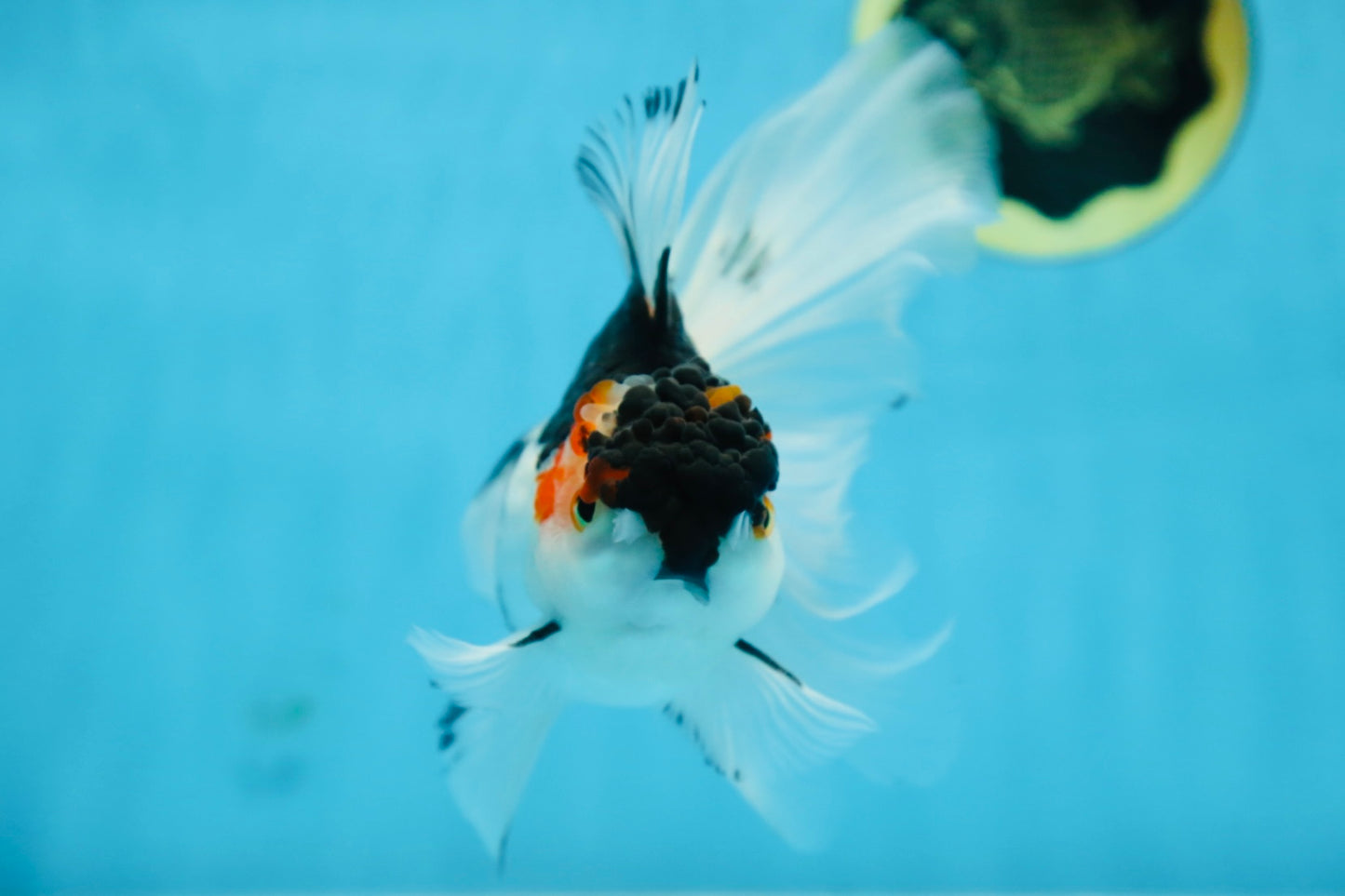 Tricolor Oranda Female 6 inches #090525OR_21