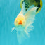 A Grade Lipsticks Red White Oranda Male 6 inches #101626OR_04