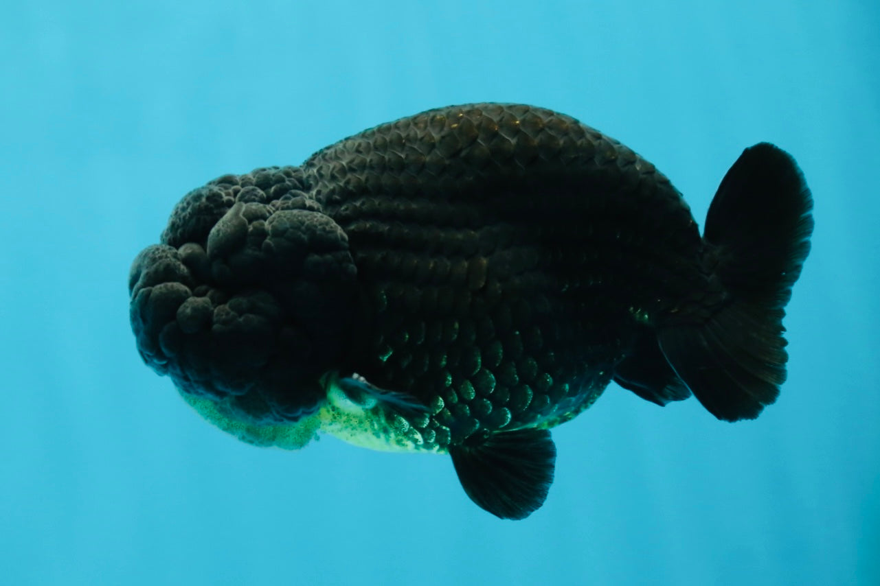 A Grade Black LionKing 4-4.5 inches #050925LC_13