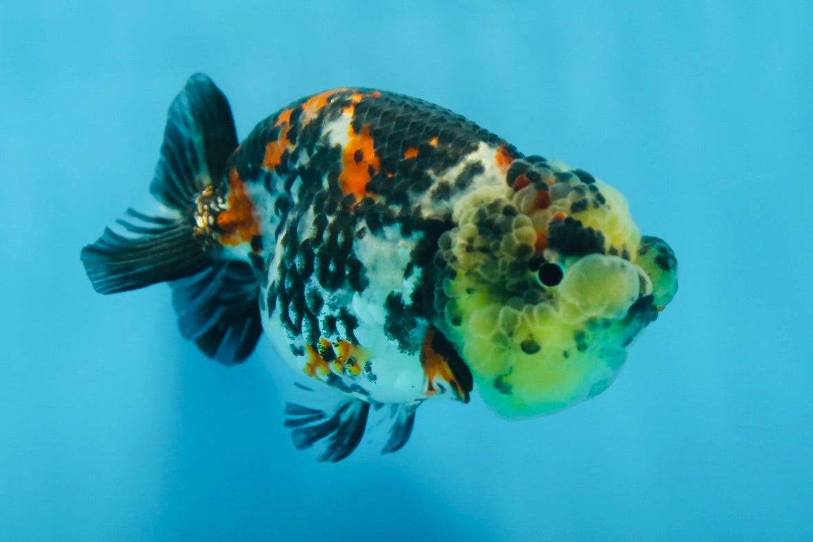 SUPER CUTE Tricolor Tiger Lionchu Female 3.5 inches #090525LC_04