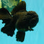 KING KONG AAA Grade Black Oranda Female 6.5-7 inches #100226OR_31