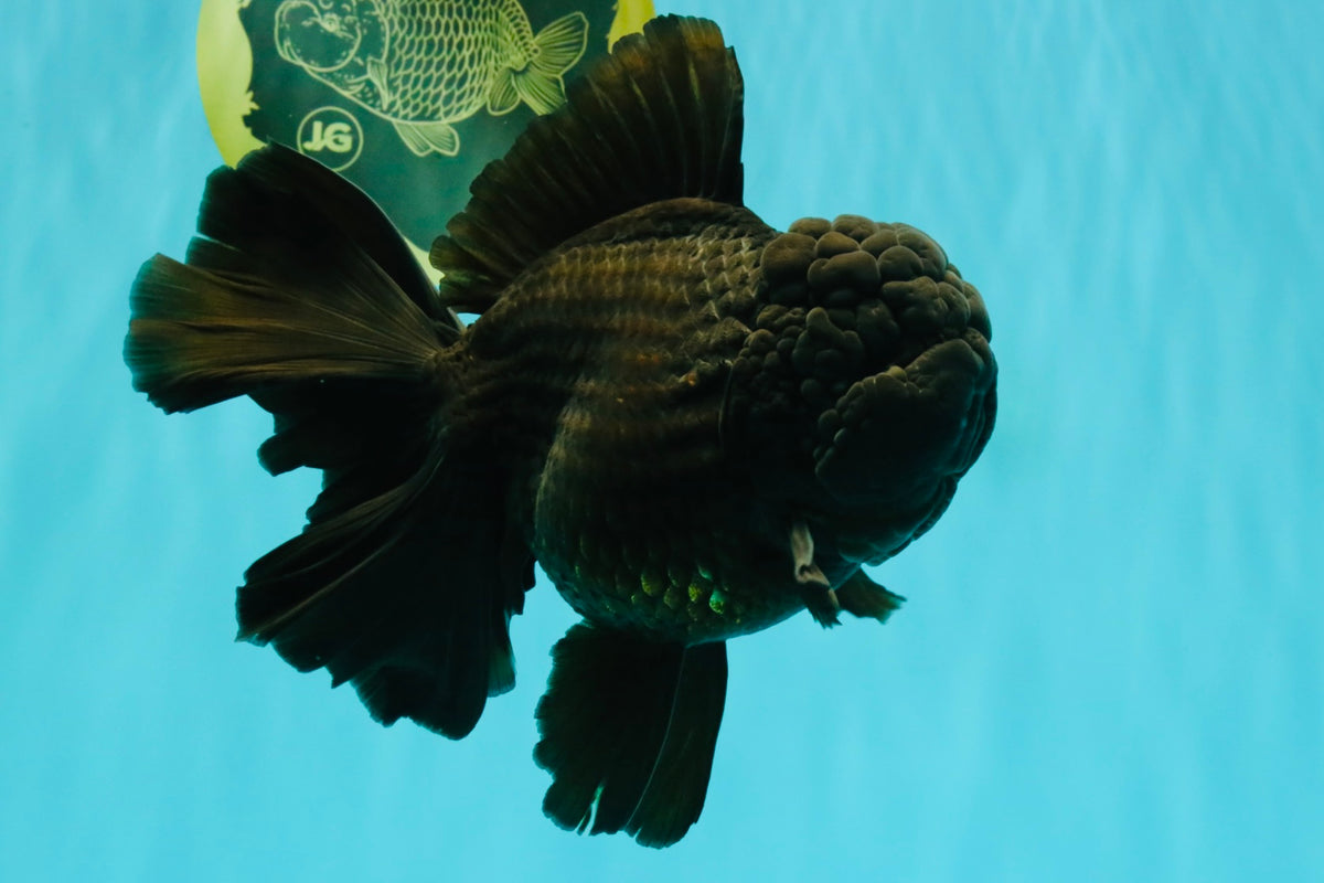 KING KONG AAA Grade Black Oranda Female 6.5-7 inches #100226OR_31