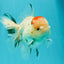 AAA Grade Pom-Poms Tricolor Oranda Male 5 inches #102524OR_08