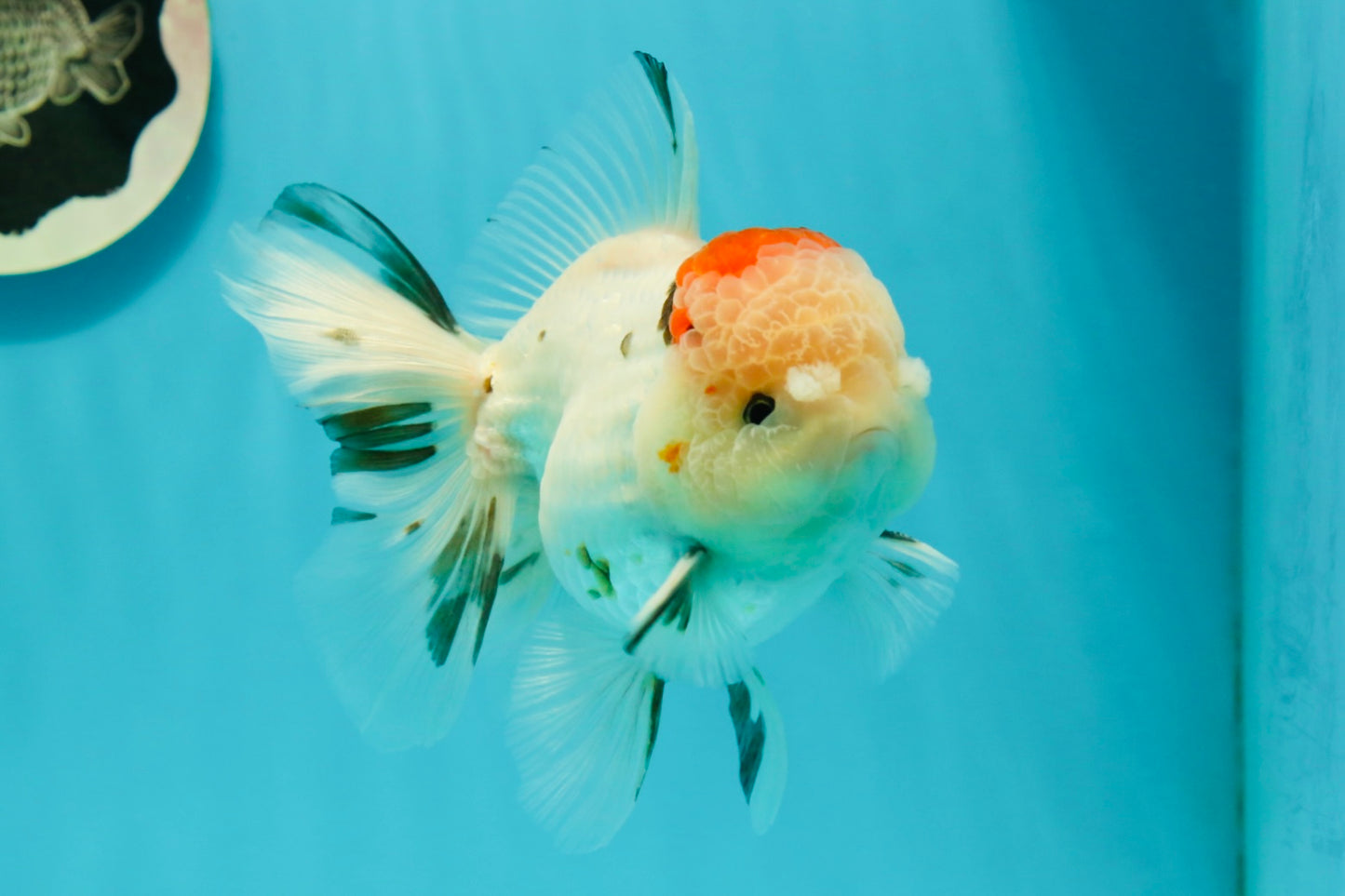 AAA Grade Pom-Poms Tricolor Oranda Male 5 inches #102524OR_08