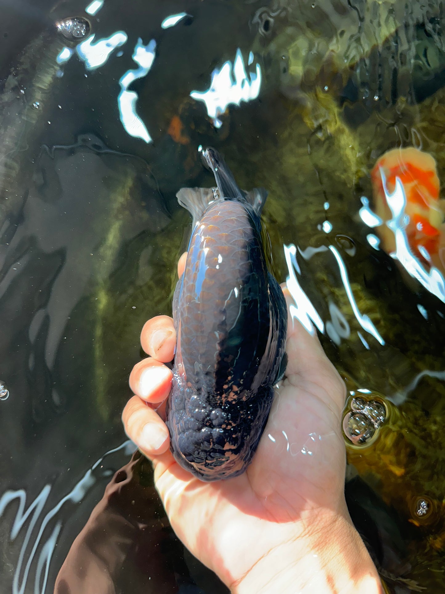 AAA Grade Black Blue LionKing 5.5 inches #082225LC_03