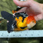 Tricolor Oranda Female 5.5 inches #111524OR_15