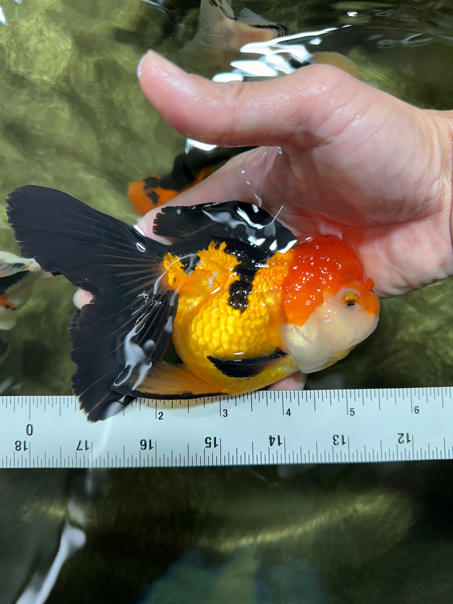 Tricolor Oranda Female 5.5 inches #111524OR_15