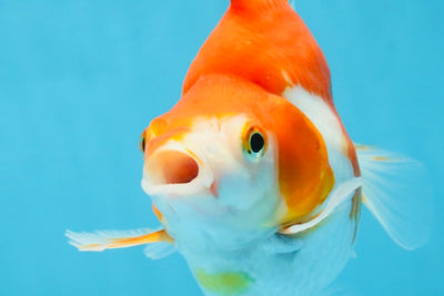 A Grade Red White Ryukin Female 5.5 inches #111425RK_08