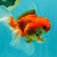 A Grade Red White Oranda Male 5-5.5 inches #091826OR_08