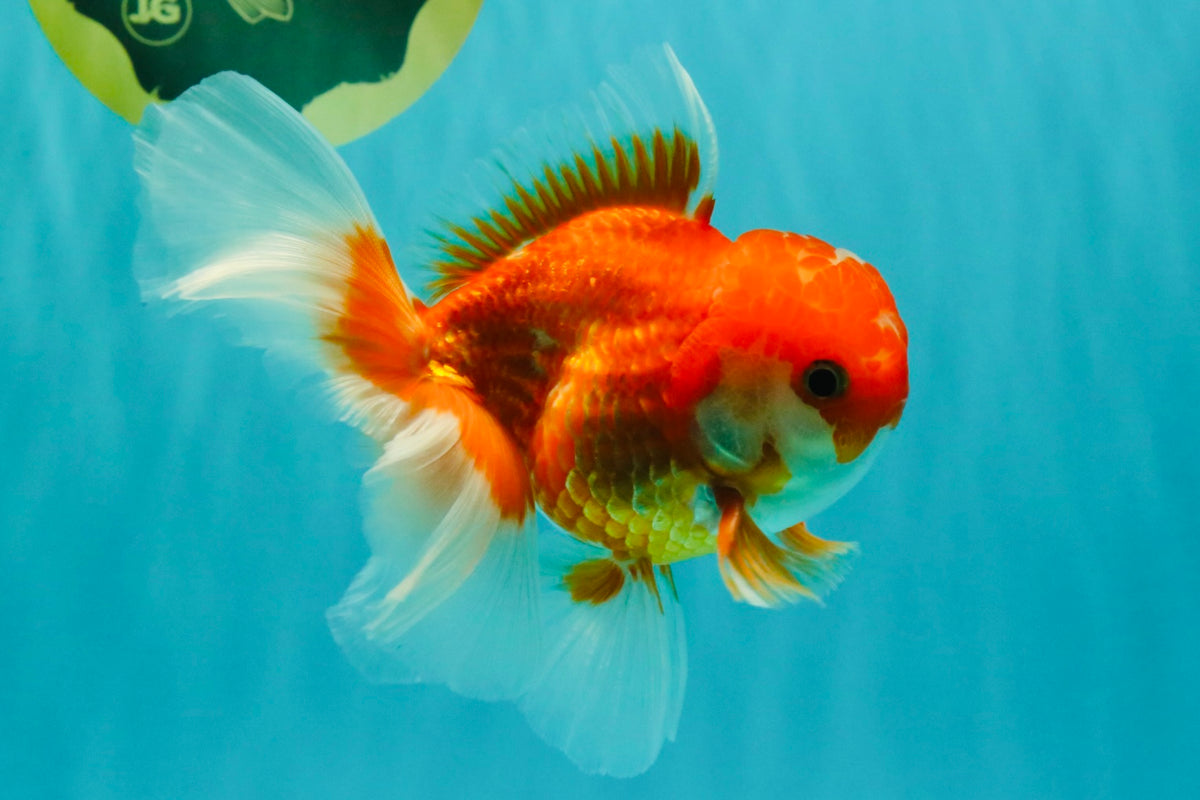 A Grade Red White Oranda Male 5-5.5 inches #091826OR_08