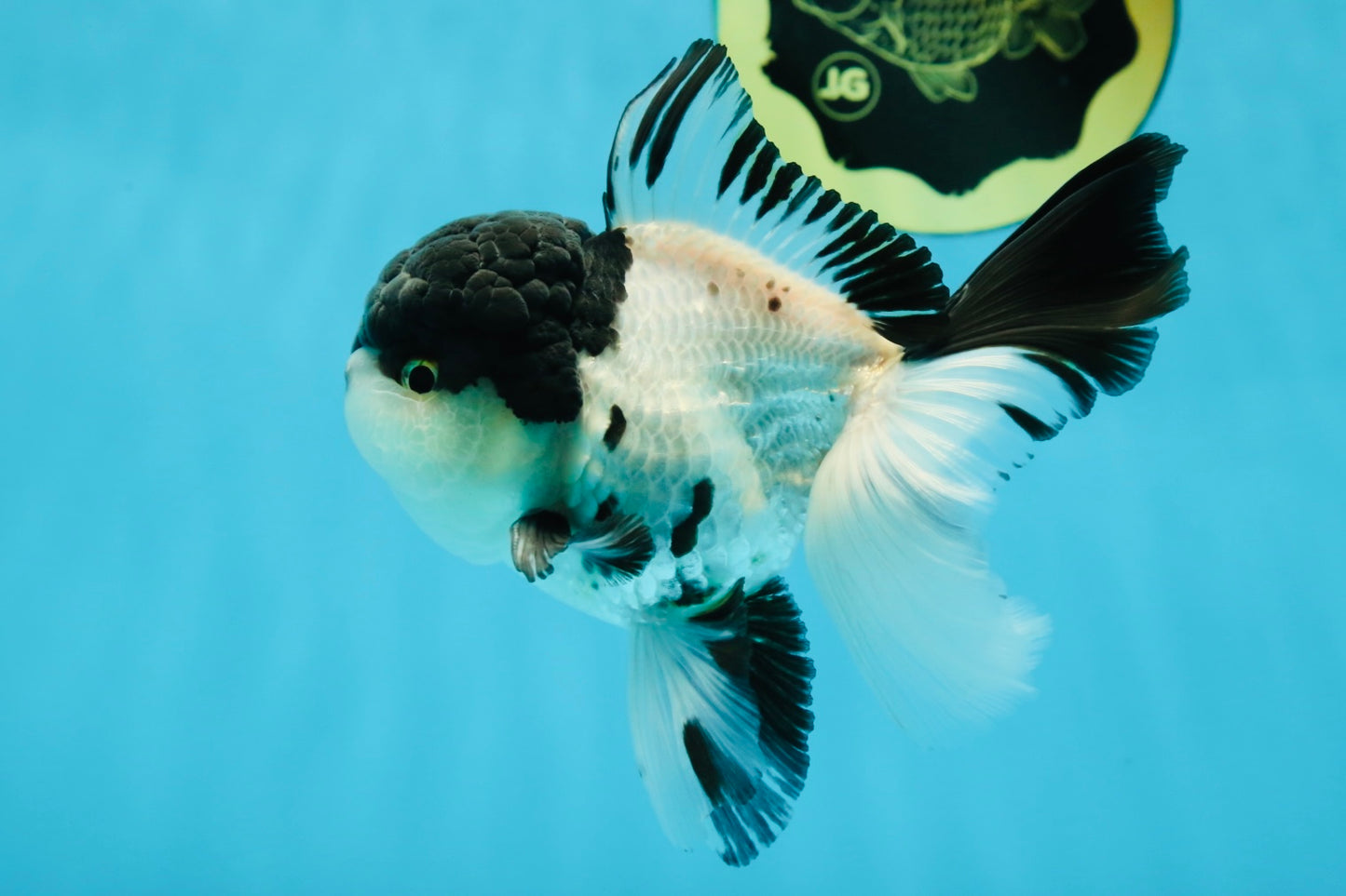 Cutie Face Panda Oranda Male 4.5-5 inches #042525OR_10
