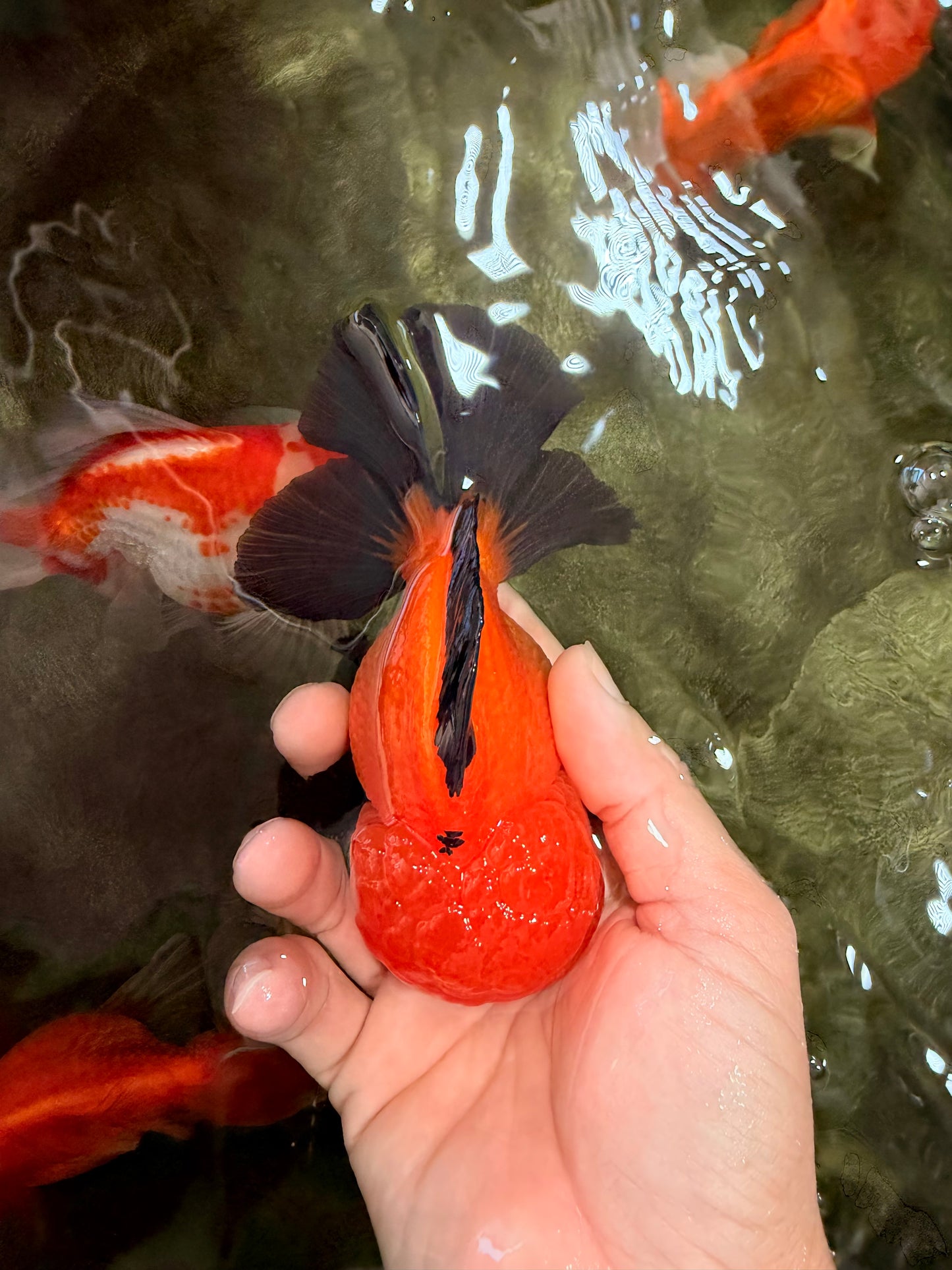 CHUBBY AAA Grade Apache Oranda Male 5 inches #082826OR_10