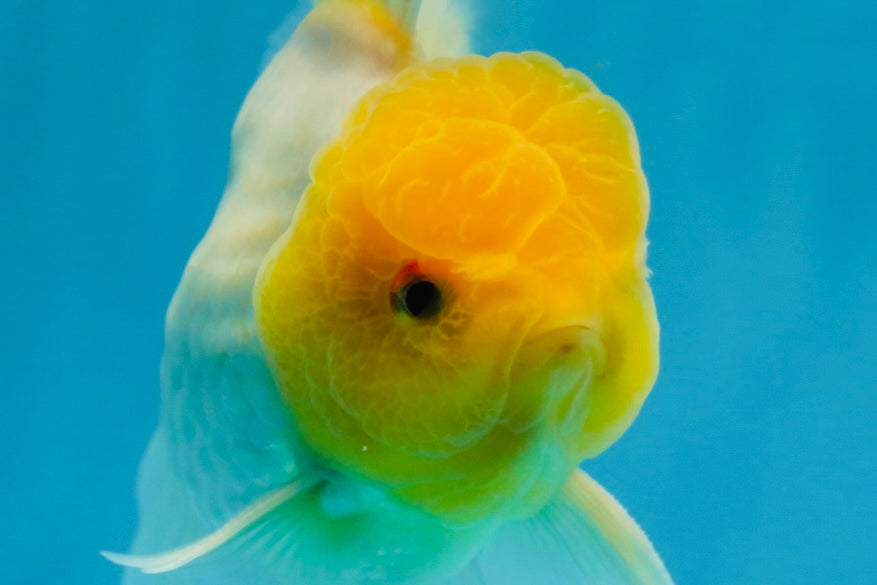 A Grade Lemonhead Oranda Male 5.5 inches #072525OR_10