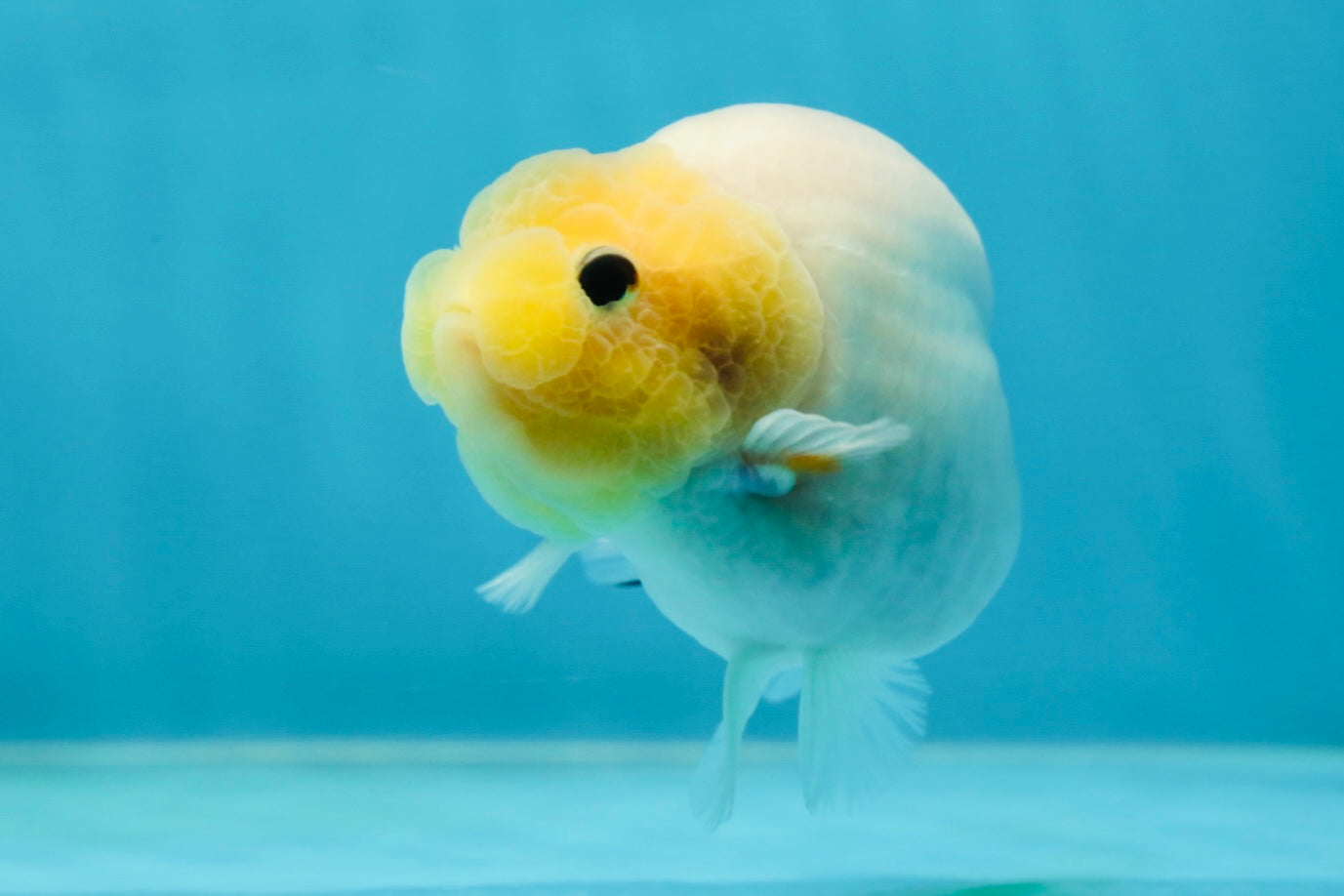 A Grade Sakura Button Eyes LionQueen 4 inches #050925LC_09