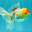 SUPER CUTE Kohaku Oranda Female 5.5 inches #090426OR_16