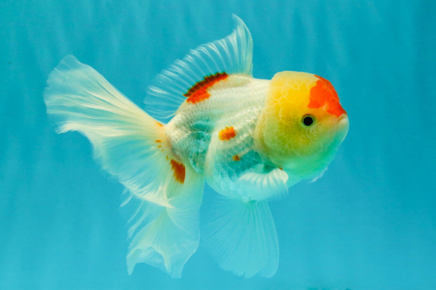 SUPER CUTE Kohaku Oranda Female 5.5 inches #090426OR_16