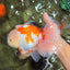 PUPPY A Grade Tricolor Oranda Female 7 inches #040326OR_07