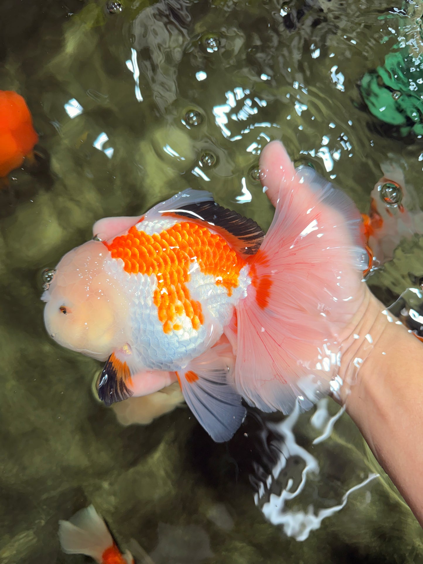 PUPPY A Grade Tricolor Oranda Female 7 inches #040326OR_07