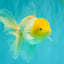 A Grade White Oranda Male 5.5-6 inches #100926OR_18