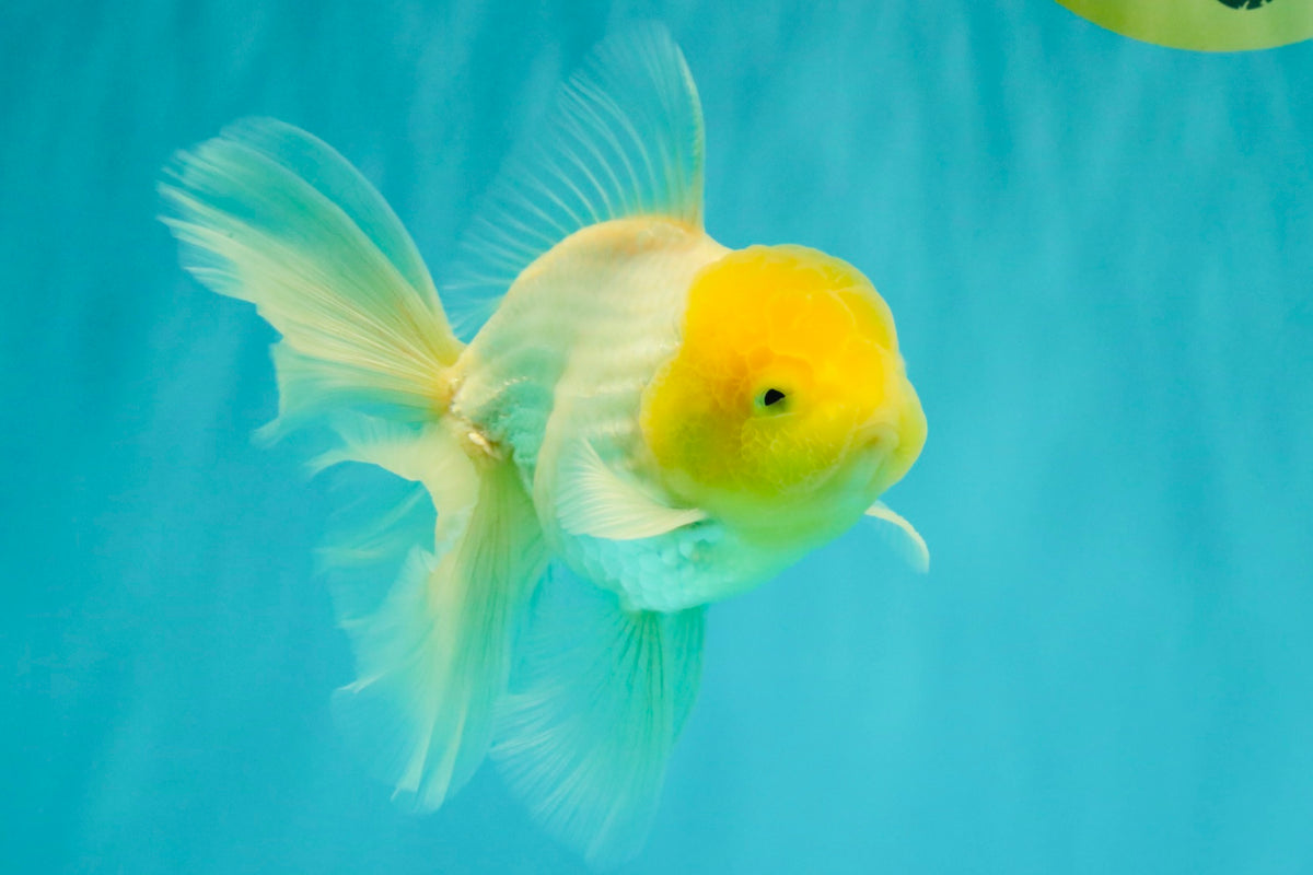 A Grade White Oranda Male 5.5-6 inches #100926OR_18