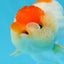 Red White Lionchu Male 3.5 inches #0906LC_08