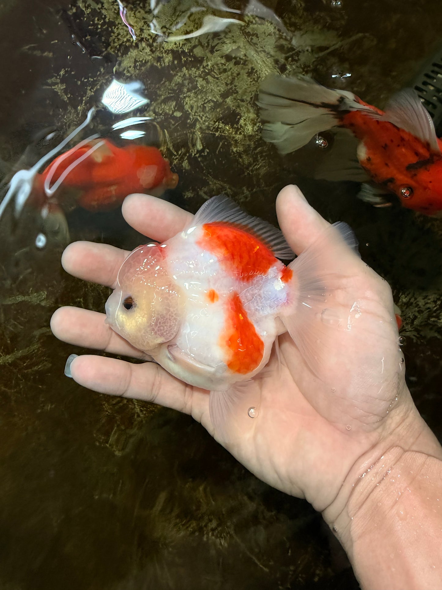 ADORABLE A Grade Sakura Yuanbao Male 4 inches #110725YB_10