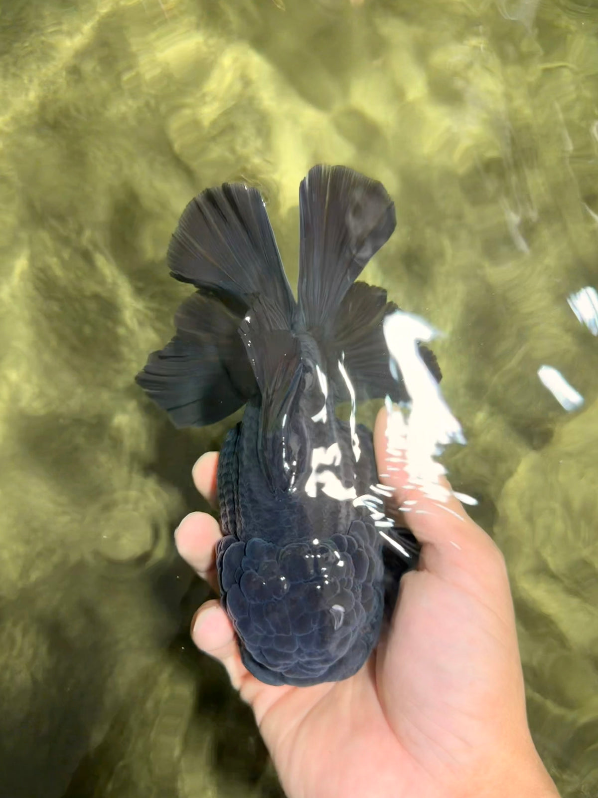TOOTHLESS AAA Grade Calico Oranda Female 6 inches #100226OR_35