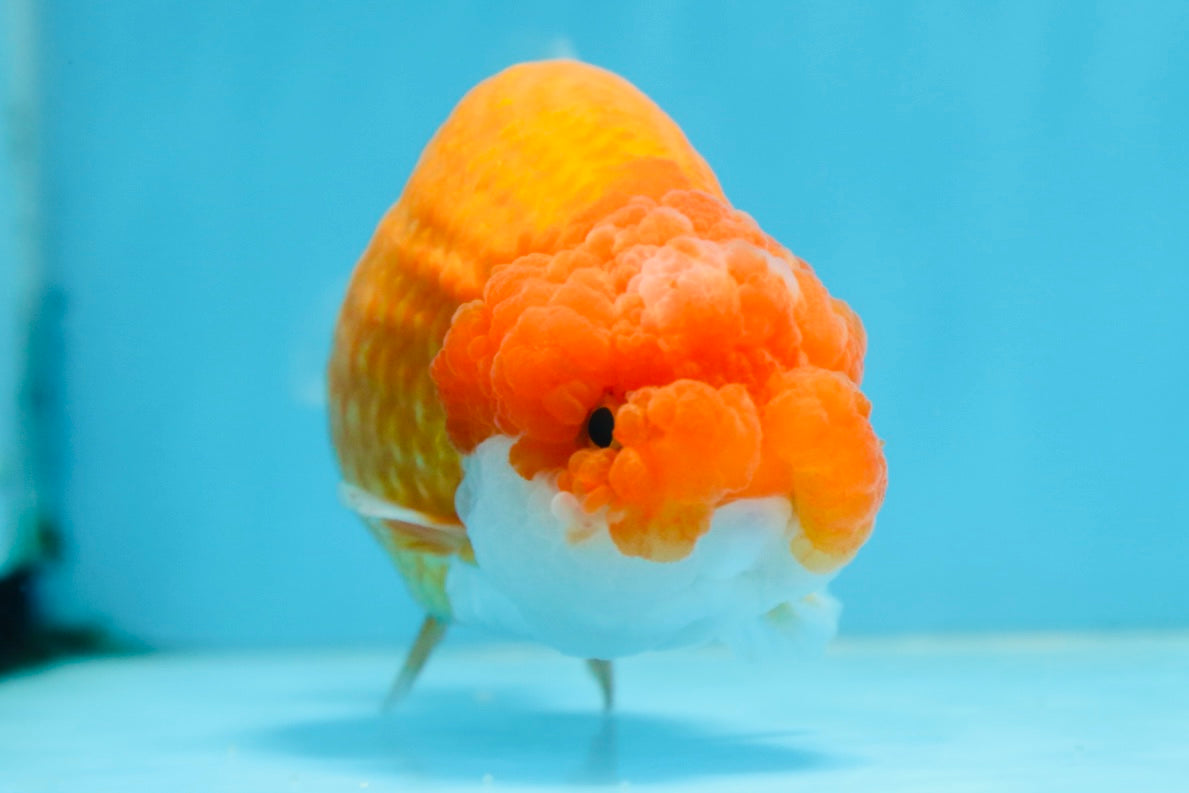 CHUBBY Red White Lionchu Female 5 inches #091225LC_04