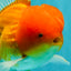 Red White Oranda Male 6 inches #082126OR_09