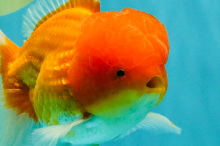 Red White Oranda Male 6 inches #082126OR_09