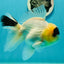 AAA Grade Panda Lemonhead Button Eyes Oranda Male 5.5 inches #110824OR_14