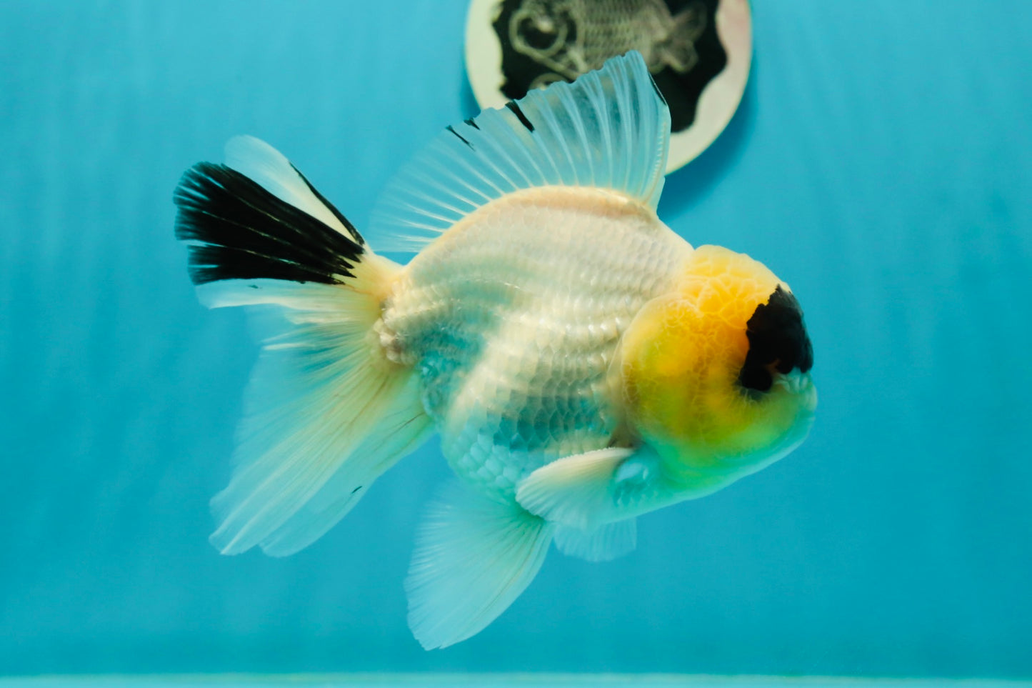 AAA Grade Panda Lemonhead Button Eyes Oranda Male 5.5 inches #110824OR_14