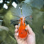 A Grade Jumbo MASSIVE BUTTERFLY TAIL Tricolor Sakura Oranda Female 6.5 inches #010325OR_03