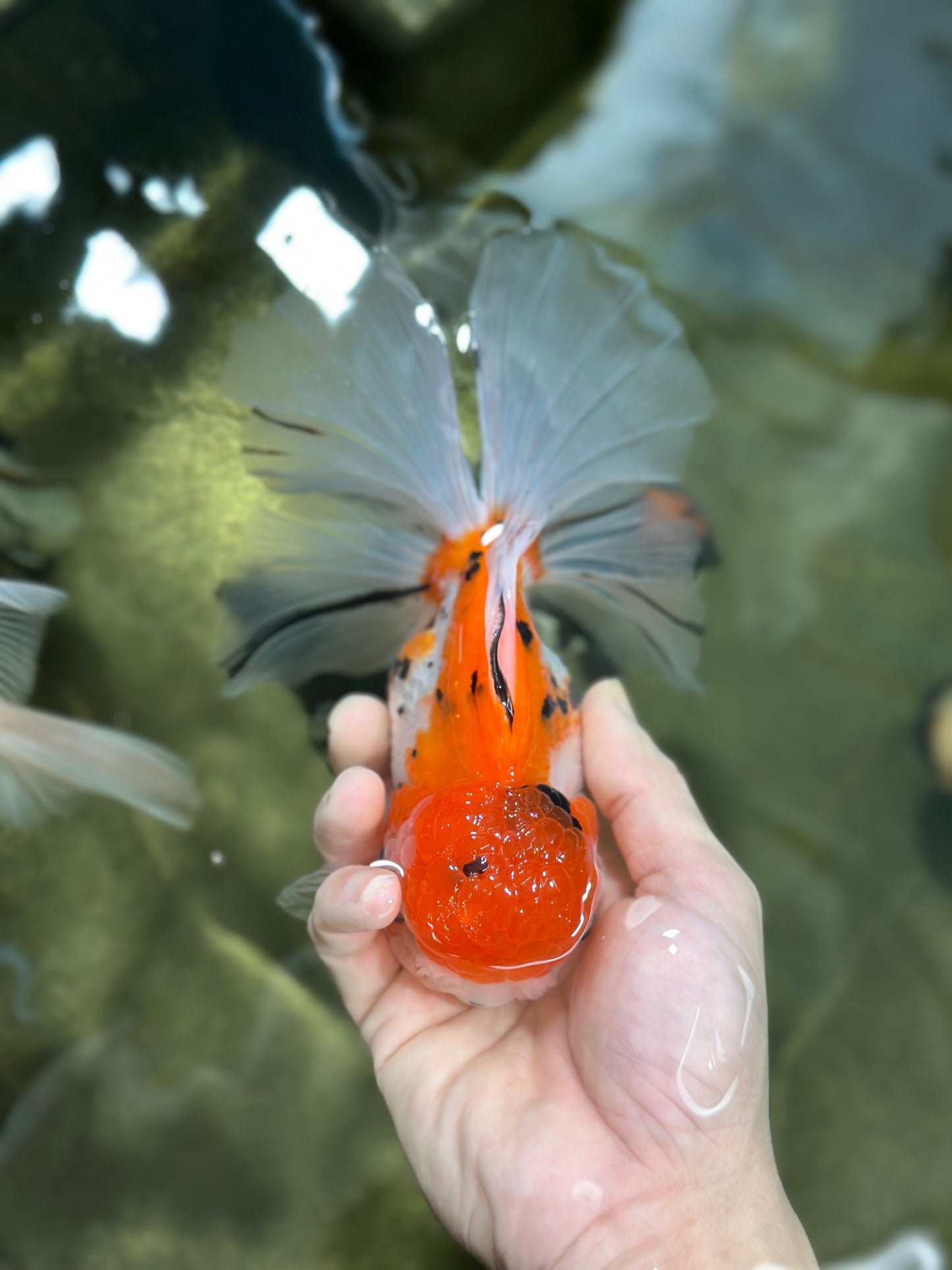 A Grade Jumbo MASSIVE BUTTERFLY TAIL Tricolor Sakura Oranda Female 6.5 inches #010325OR_03