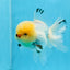 AAA Grade Lemonhead Oranda Male 4.5-5 inches #0830OR_16