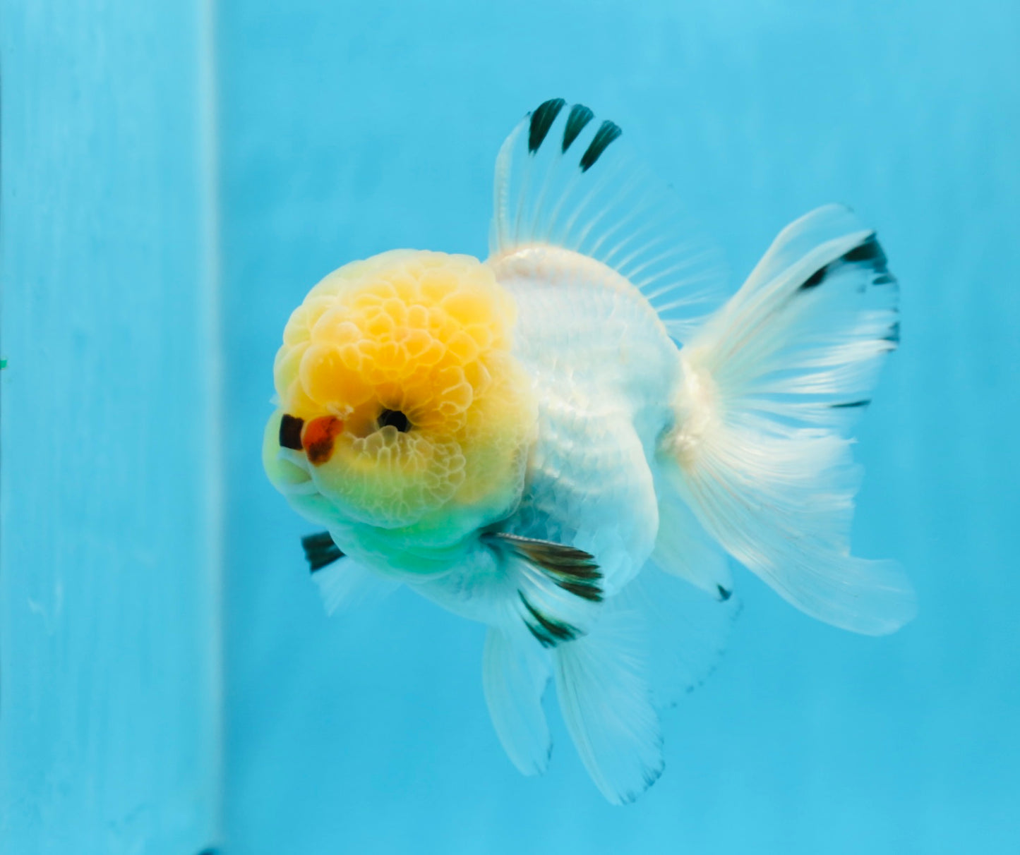 AAA Grade Lemonhead Oranda Male 4.5-5 inches #0830OR_16