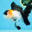 A Grade Tricolor Button Eyes Oranda Male 5 inches #080125OR_30
