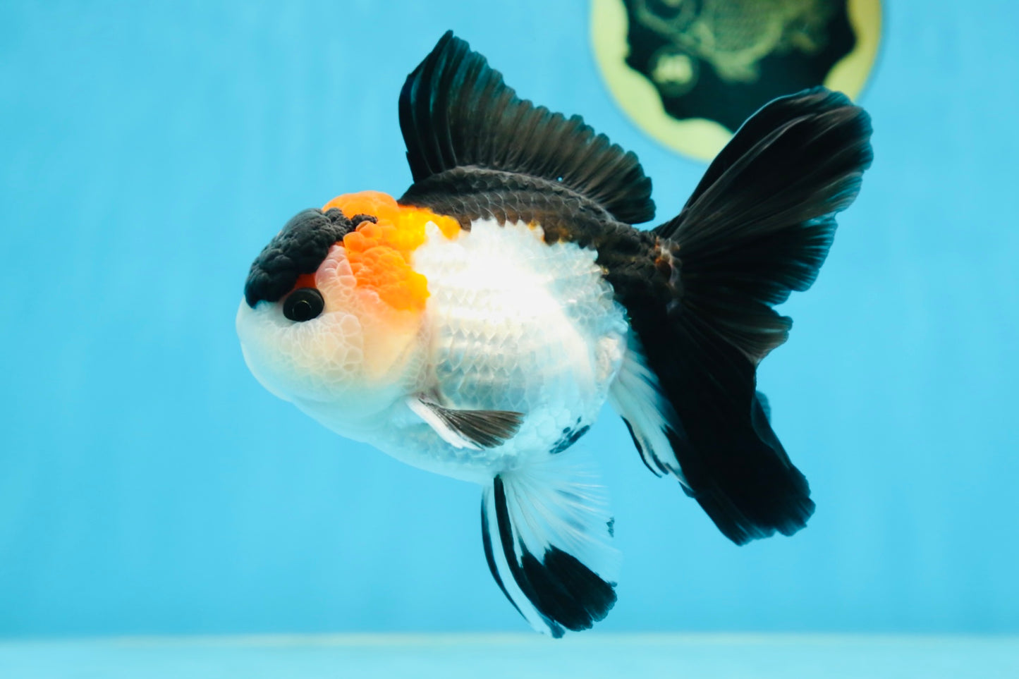 A Grade Tricolor Button Eyes Oranda Male 5 inches #080125OR_30