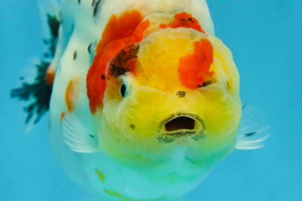 A Grade Cow Tricolor LionQueen 4 inches #050925LC_08