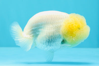 A Grade White LionQueen 4-4.5 inches #030626LC_02